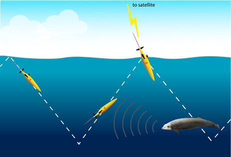 Schematic showing typical glider operation. The glider descends from the surface to 1000 m and then ascends back to the surface. It records acoustic data files while underwater, picking up sounds of things like echolocating beaked whales. At the surface it calls a base station using satellite communications to transmit data and receive new commands. Credit: NOAA Fisheries/Selene Fregosi